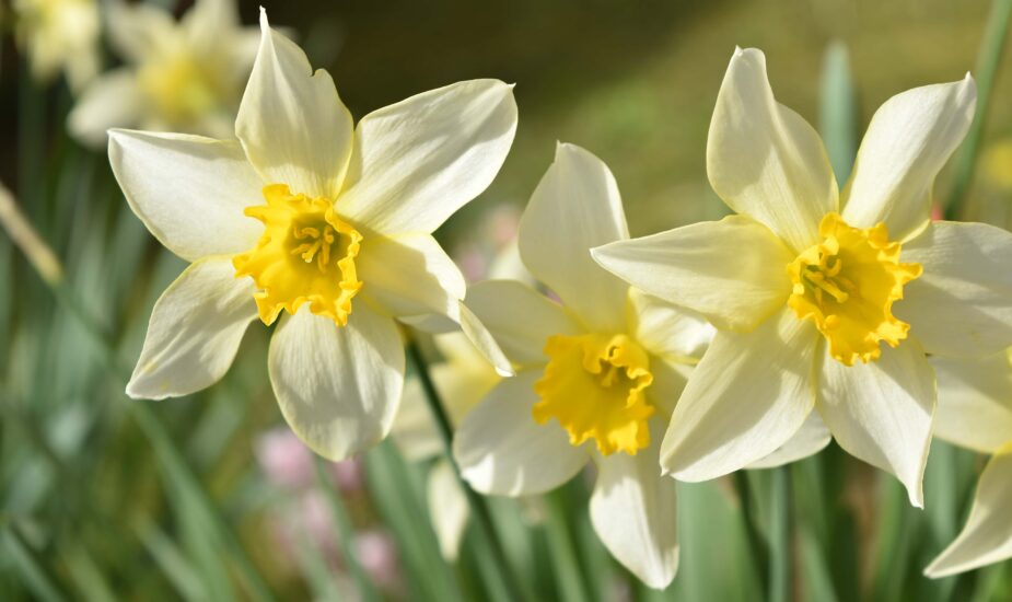 Narcissus Tazetta Daffodil: The Fragrant Harbinger of Spring
