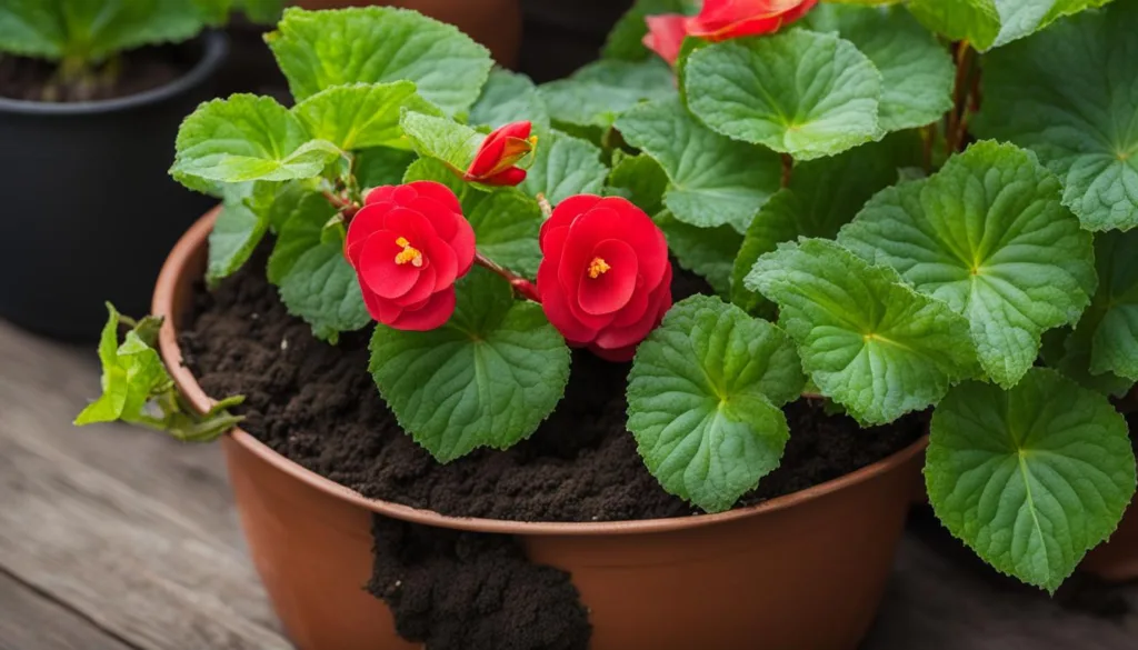 begonia care tips